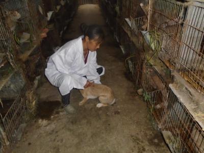 技術人員查看母兔育種情況