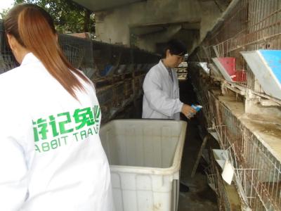 技術人員為商品兔添加食料