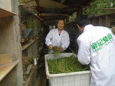 技術人員給種兔喂養(yǎng)綠色草料