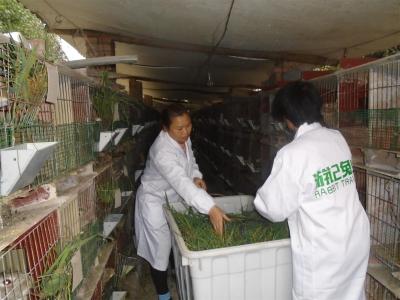 技術人員為母兔喂養(yǎng)綠色草料